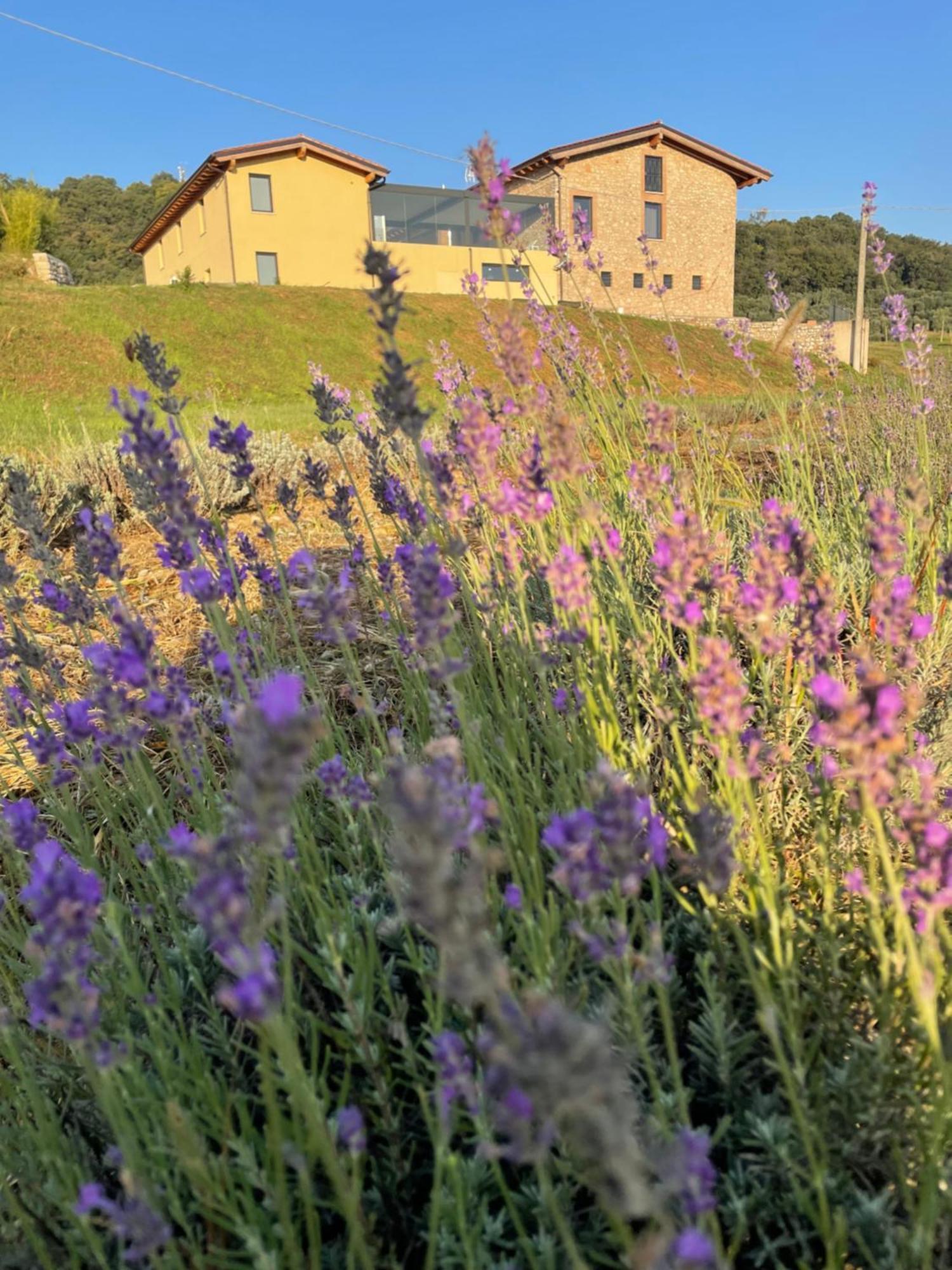 Agriturismo Al Mancino Lonato del Garda Exterior foto